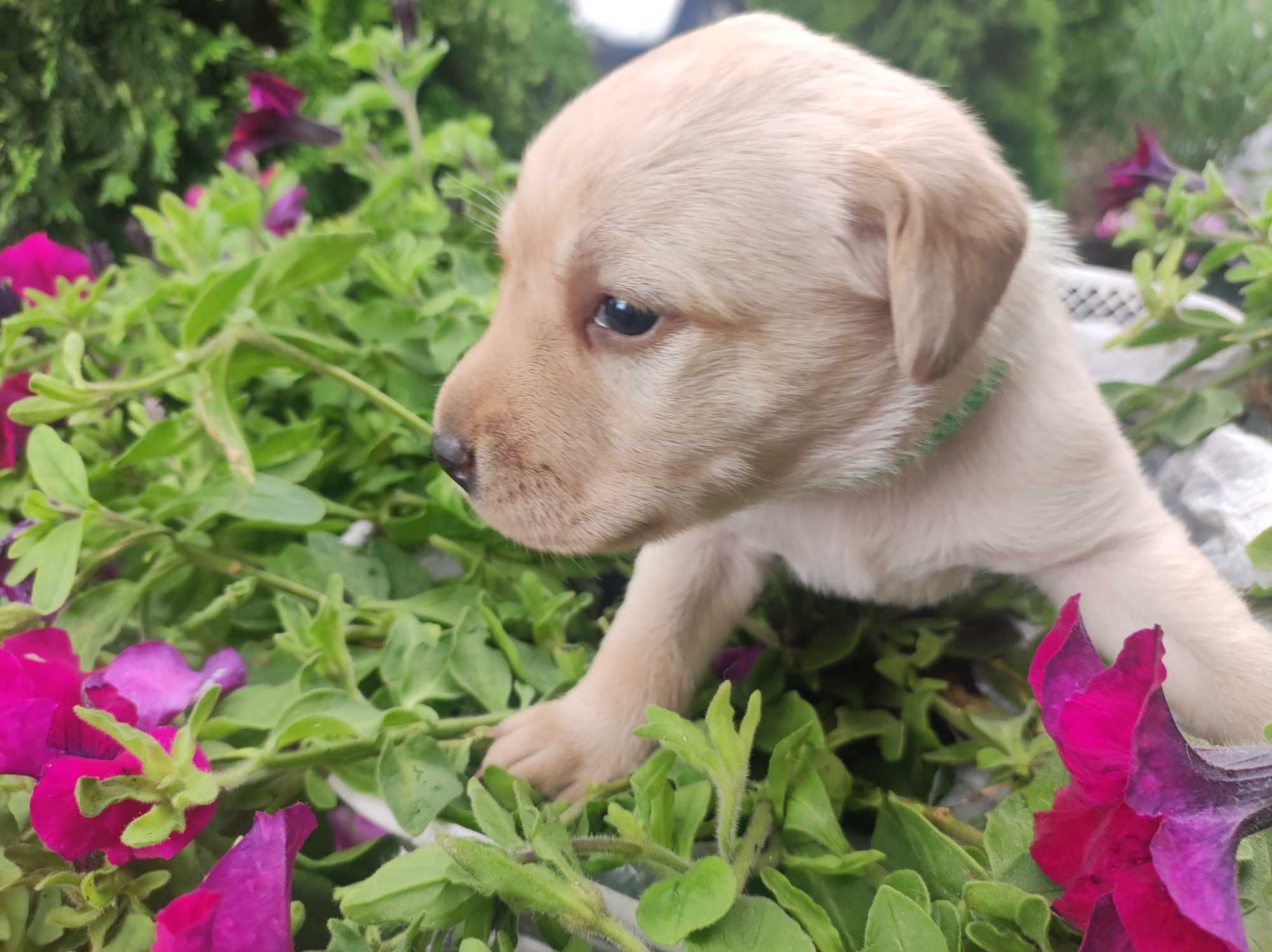 Labrador Retriever - domowy DNA