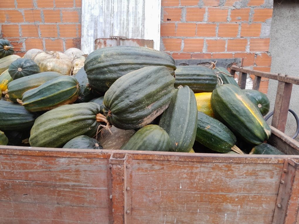 Abobora Verde ou Porqueira