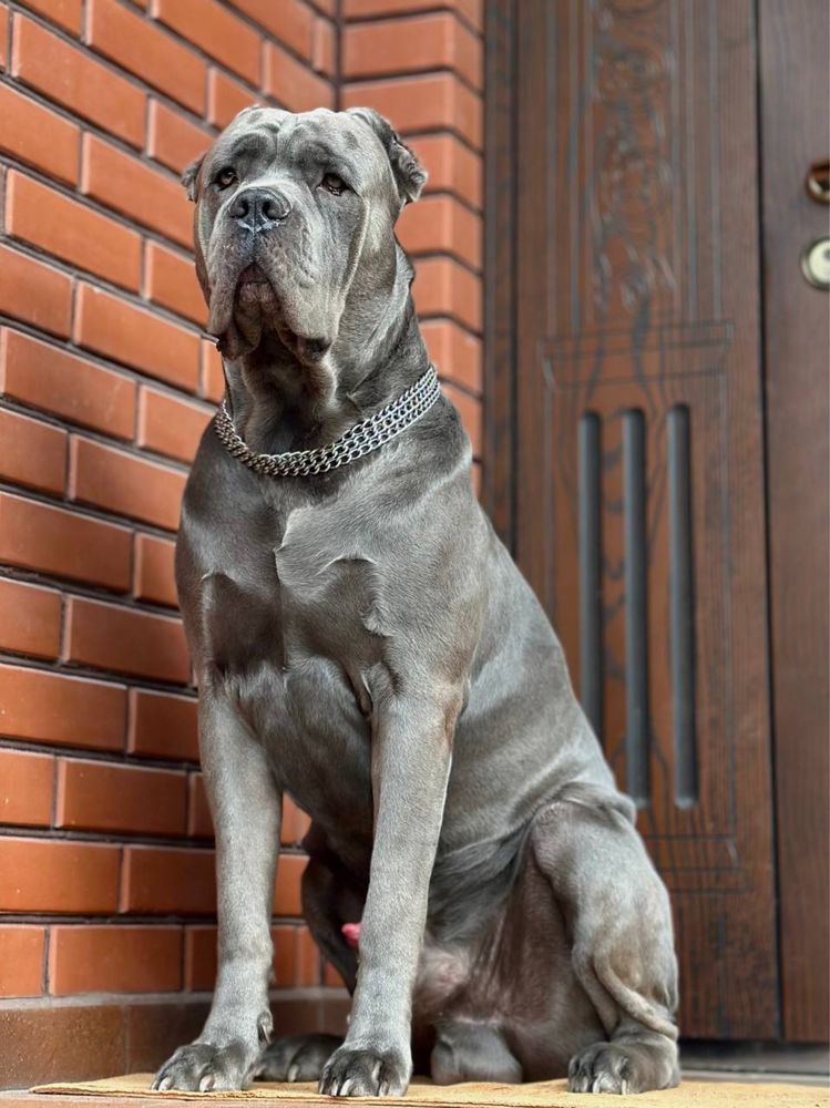 Щенята Кане-Корсо
