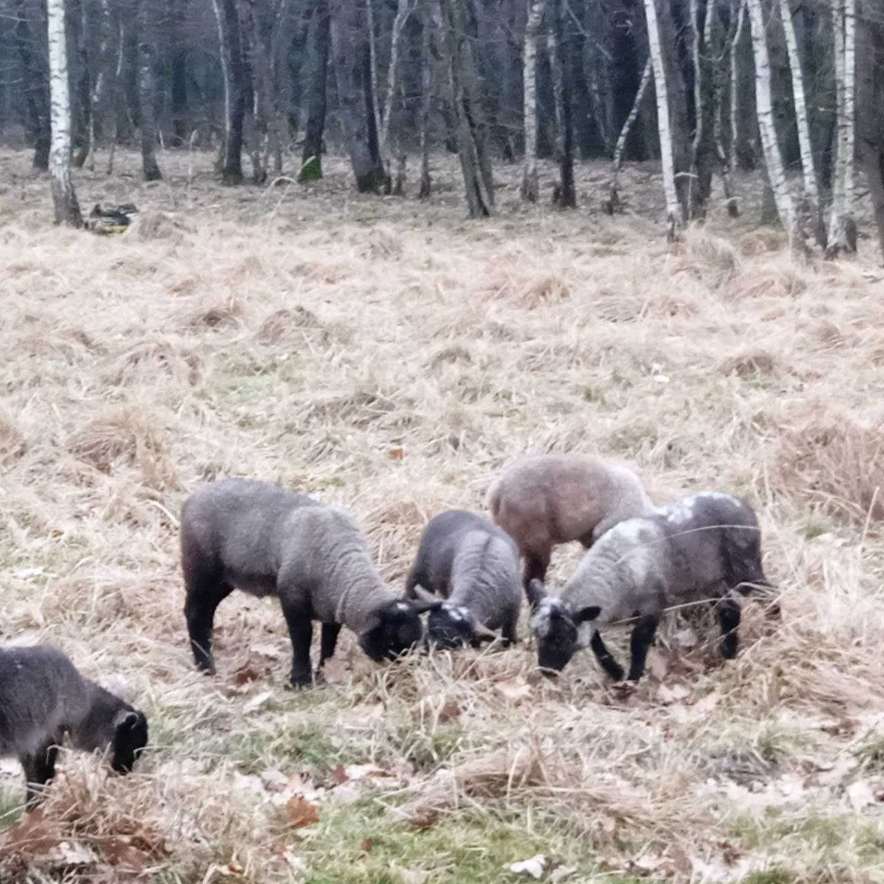 вівці, барани на розведення, помісь суффолка