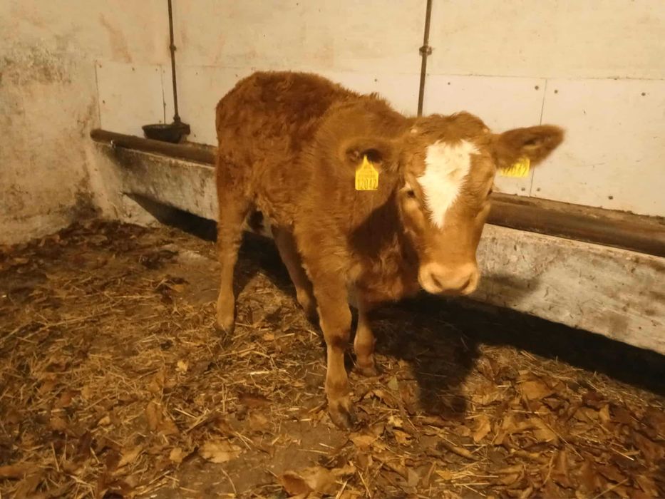 Sprzedam cielisie, cielak