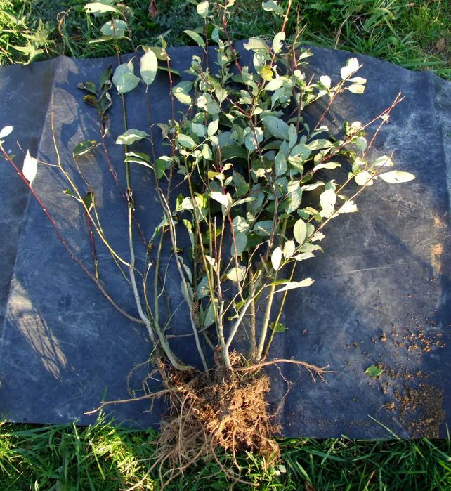 Wierzba iwa pszczelarska , wczesne kwitnienie, duże ukorzenione