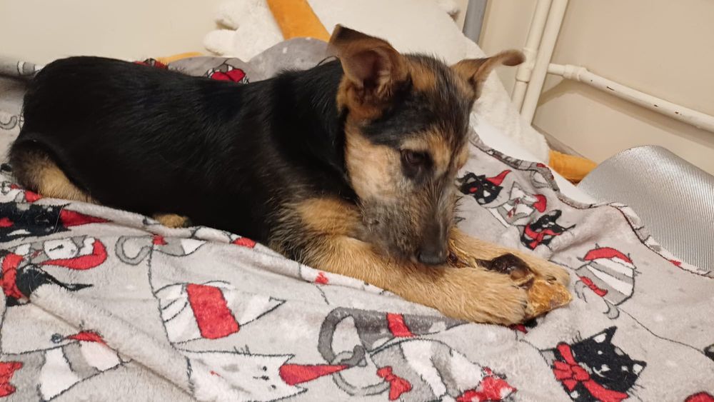 Szczeniak: Śliczny terierkowy Witko szuka domu na zawsze!