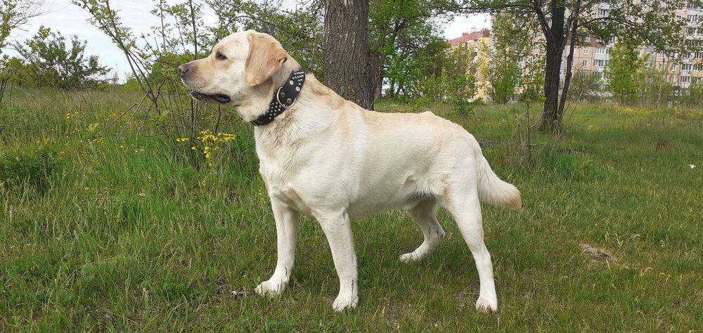 Вязка лабрадора !!!