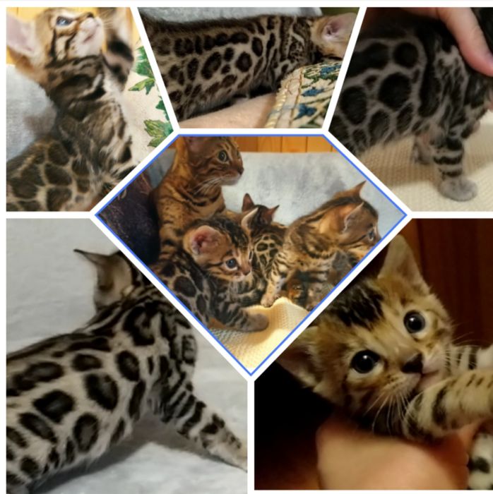 Вязка бенгальского кота