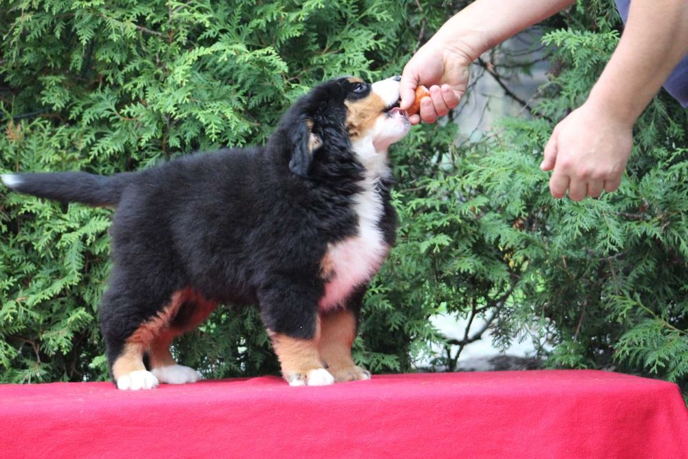 Berneński Pies Pasterski ZKwP/FCI