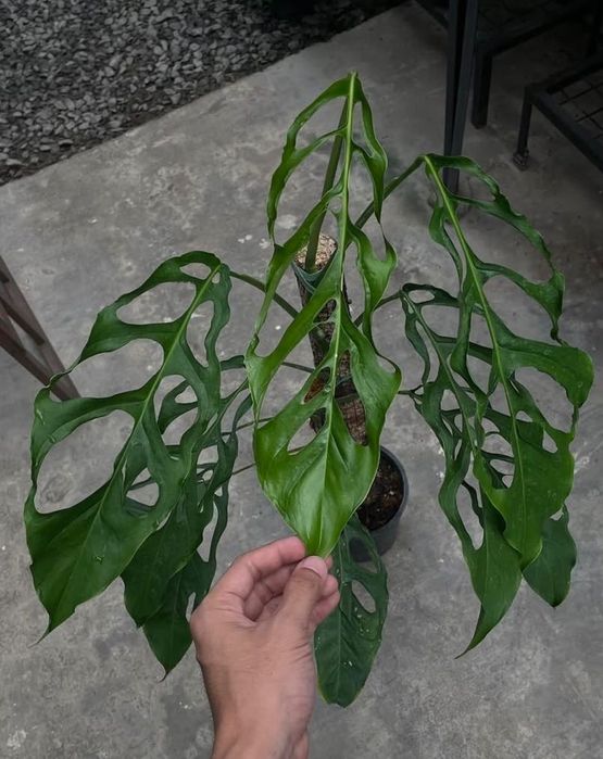 monstera obliqua yasuni