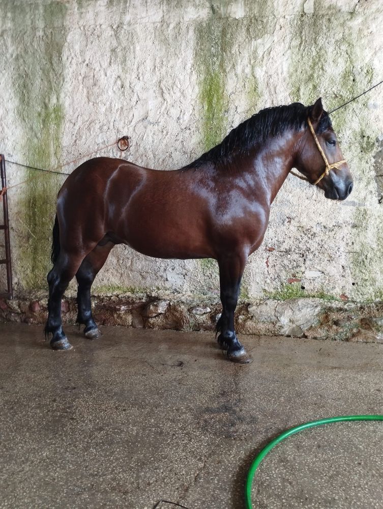 Breton 2 anos manso