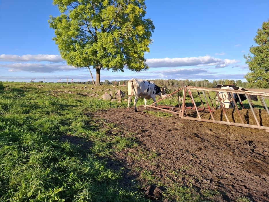 Jałówki cielne z rodowodem