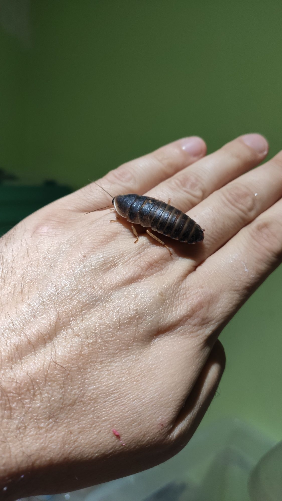 Karaczany Argentyńskie, dubia 3-4cm