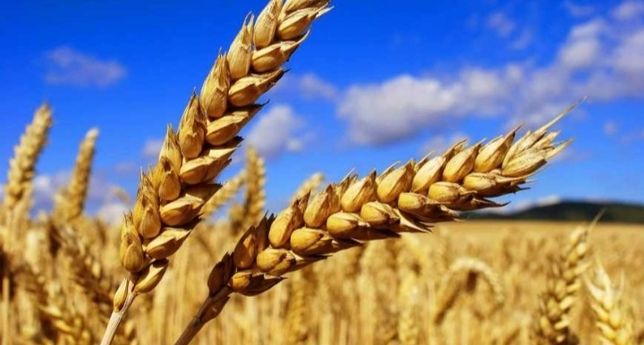 Продам пшеницю з городу 6000 грн