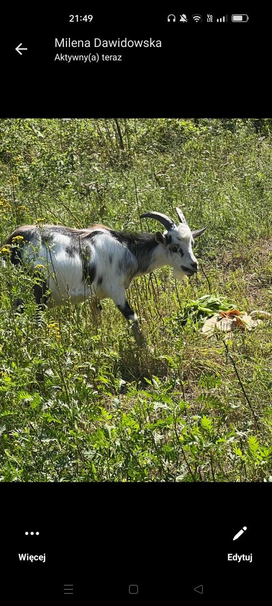 Mleko KOZIE naturalne