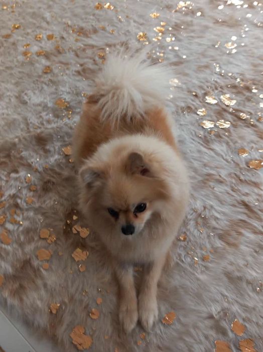 Piękna Suczka Szpic Miniaturowy z Rodowodem