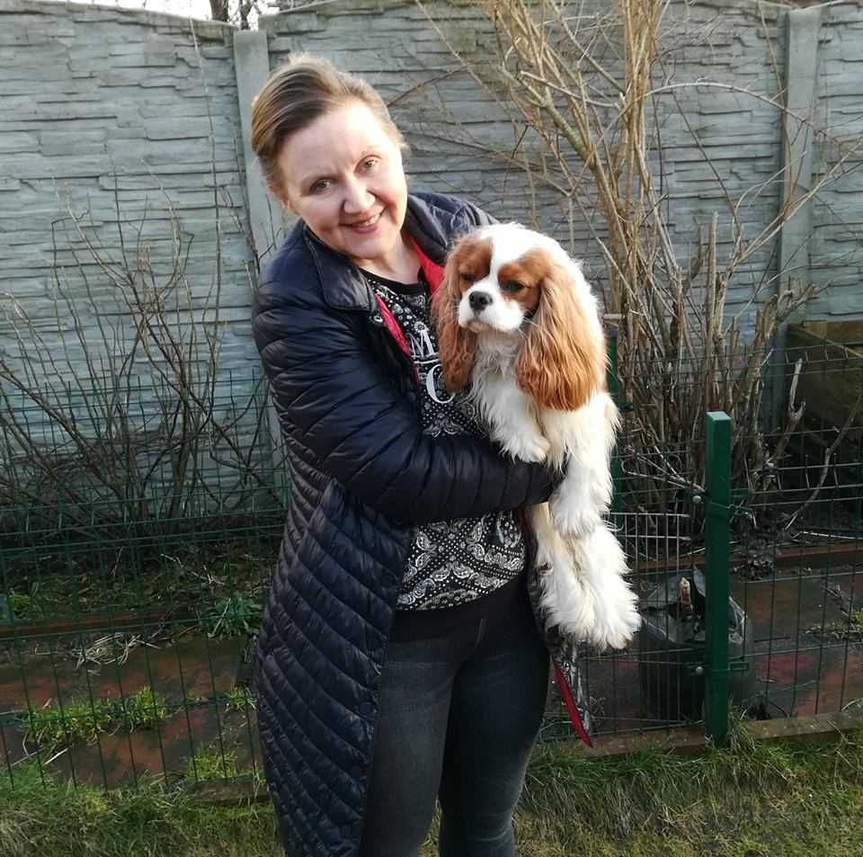 piesek z rodowodem ZKwP Cavalier King Charles Spaniel