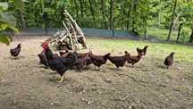 Jaja lęgowe kur Rhode Island Red