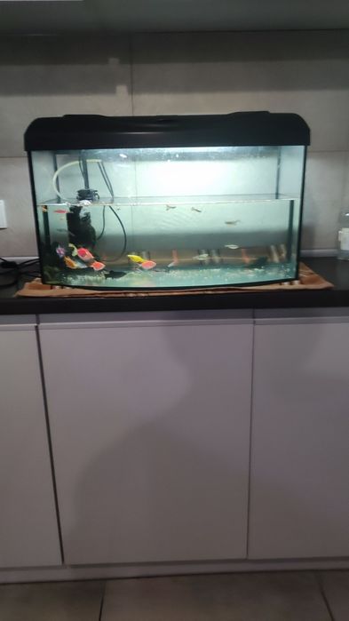 Akwarium 60l+ rybki