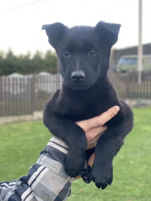 Акція - 23.11.2025. Вівчарка цуценята чорна