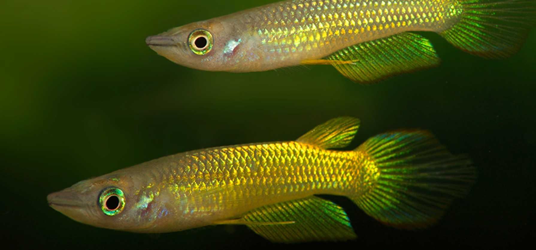 Szczupieńczyk pręgowany odmiana ZŁOTA - Aplocheilus lineatus - wysyłka