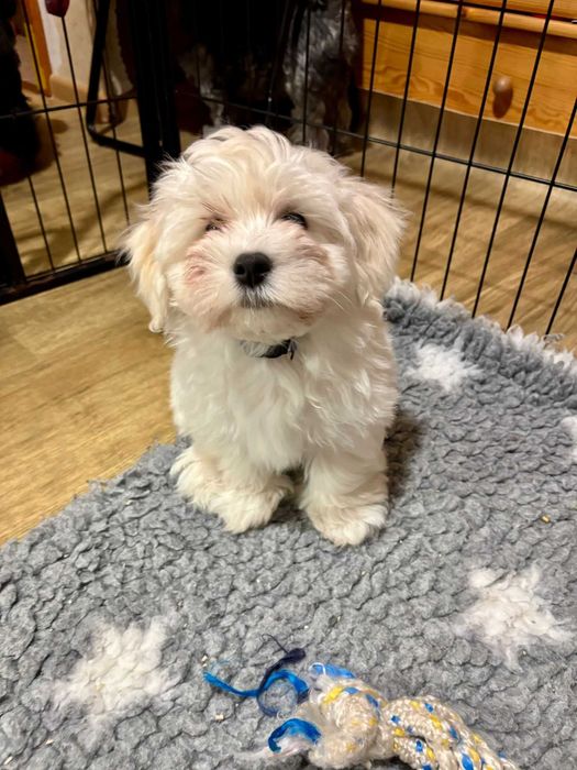 Hawańczyk JERRY ZKwP/FCI  - walizka spakowana, gotowy do pokochania