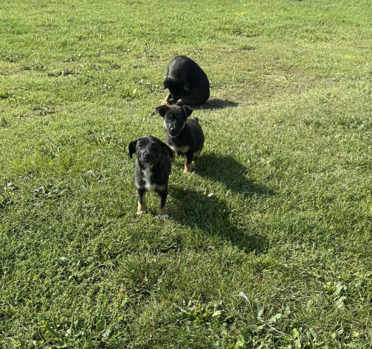 Suczki kundelki małe