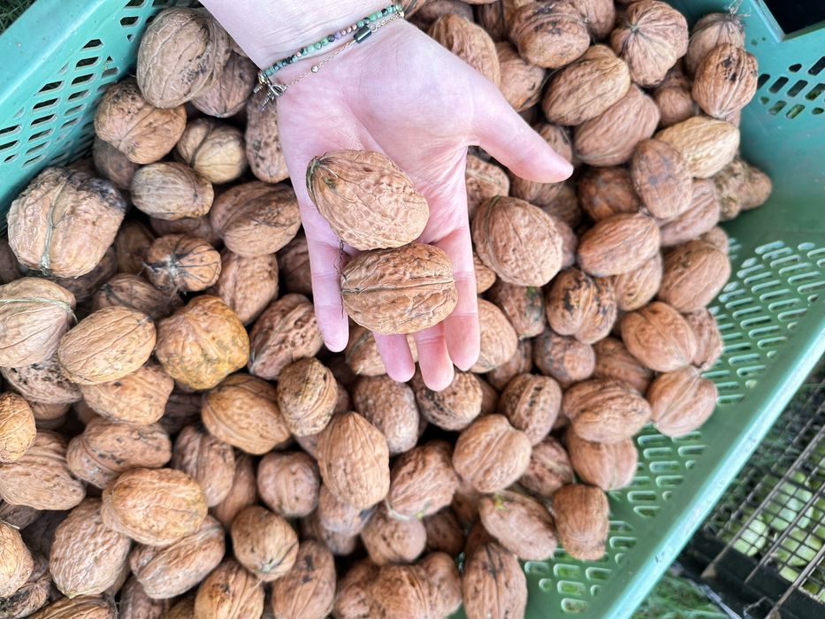 Orzechy wloskie paczka 4 kg