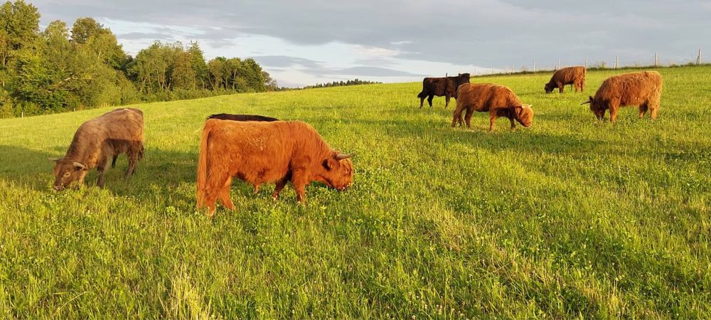 Ćwiartki wolowe rasy highland ekologiczne