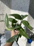 Epipremnum cebu blue