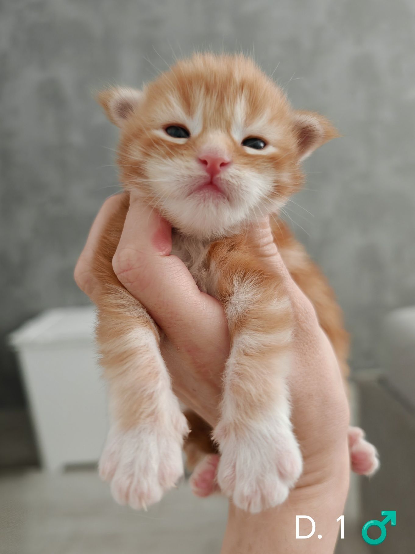 Rudy klasyczne pręgowany z bielą kocurek Maine Coon