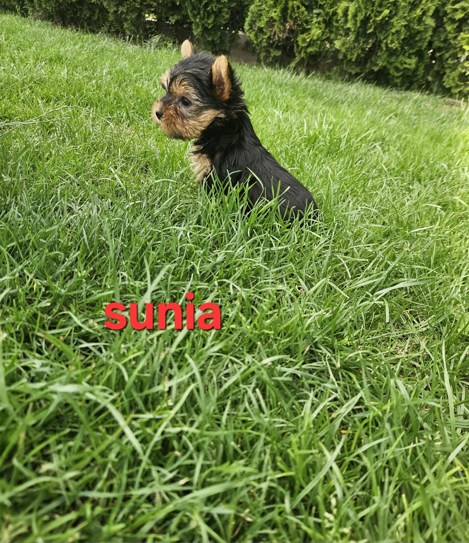 Sunia york z Rodowodem do odbioru