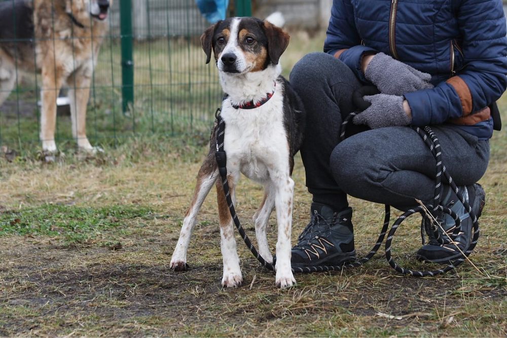 Towarzystki, wesoły Ginterek poleca się do adopcji