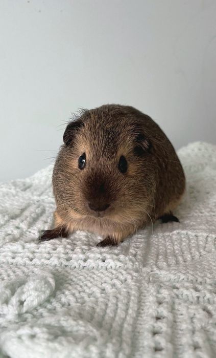 Морська свинка Каліфорнія