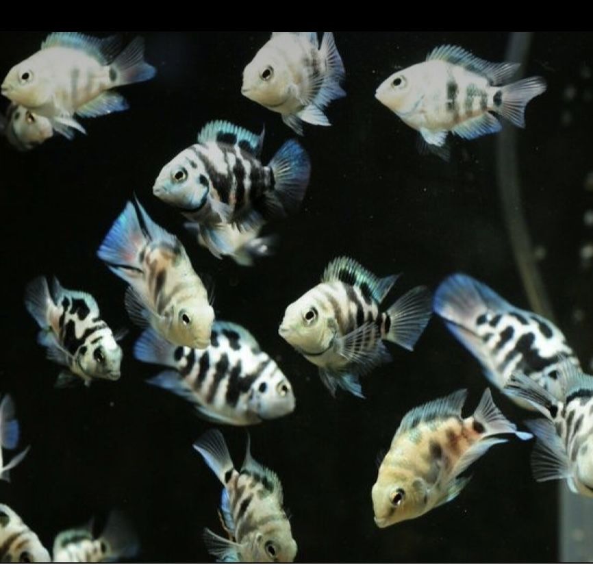 Папуга блакитний тигр рибки акваріумні