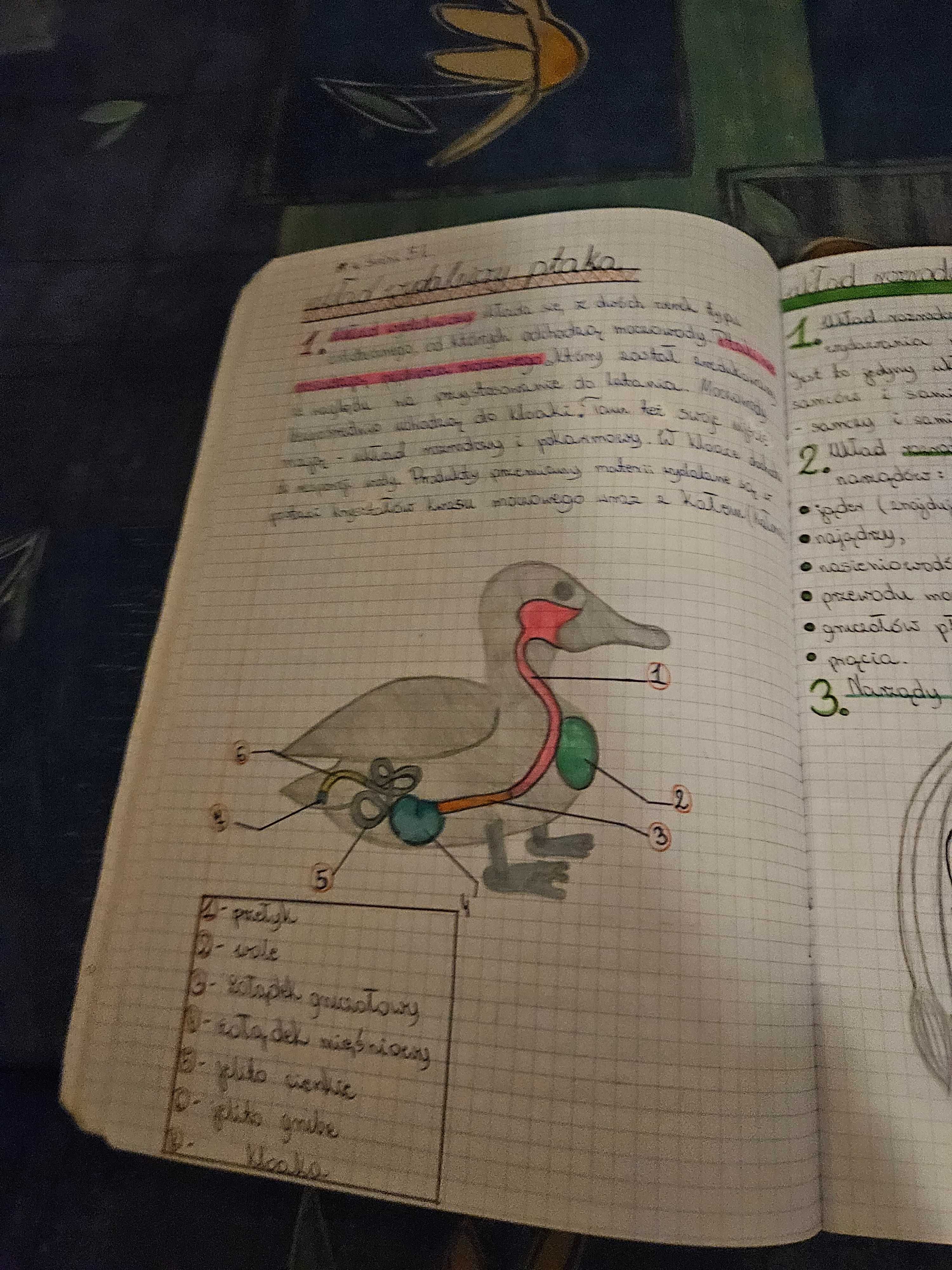 Anatomia zwierząt