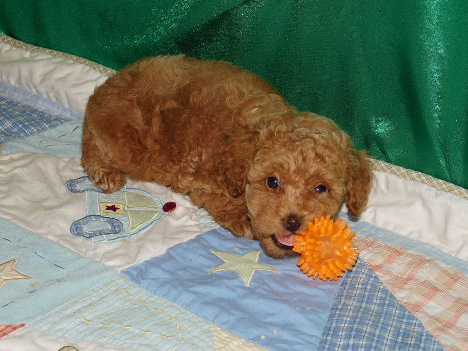 Красуня дівчинка той пудель