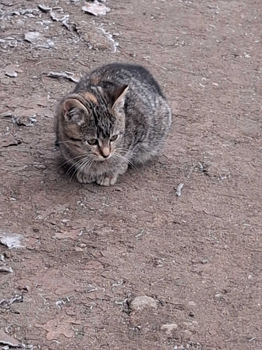 Mały kotek do oddania