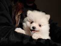 Piesek pomeranian szpic miniaturowy kremowy