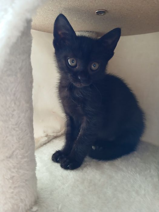 Gatinha para adopção