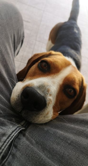 Beagle para acasalar