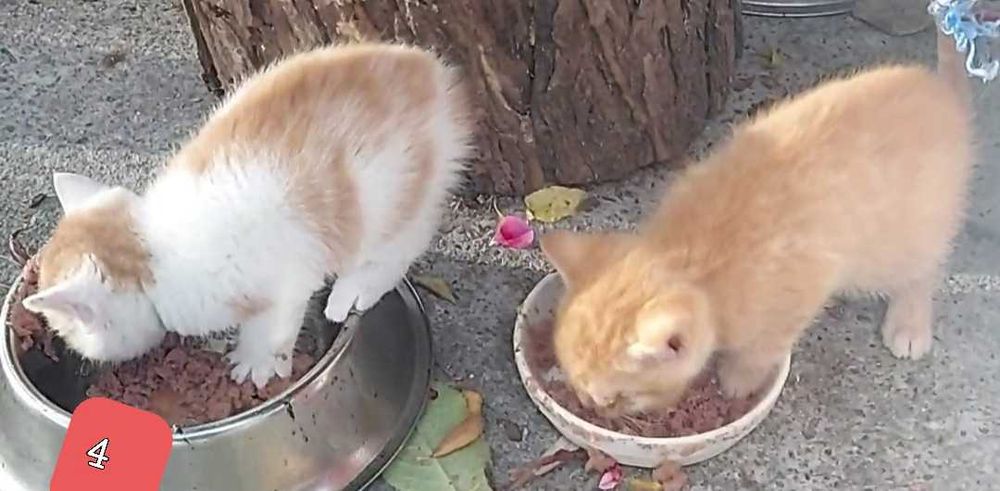 Oddam Kotki w dobre ręce :)