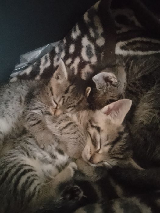 Koty do adopcji oddam za darmo.