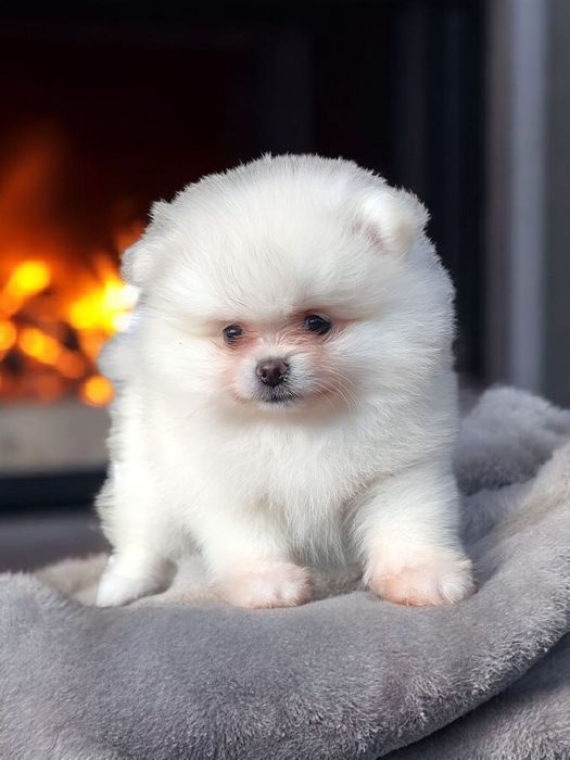 FCI Pomeranian Szpic miniaturowy