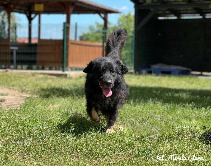 Jay - towarzyski i oddany przytulas szuka nowego domu - 647/24