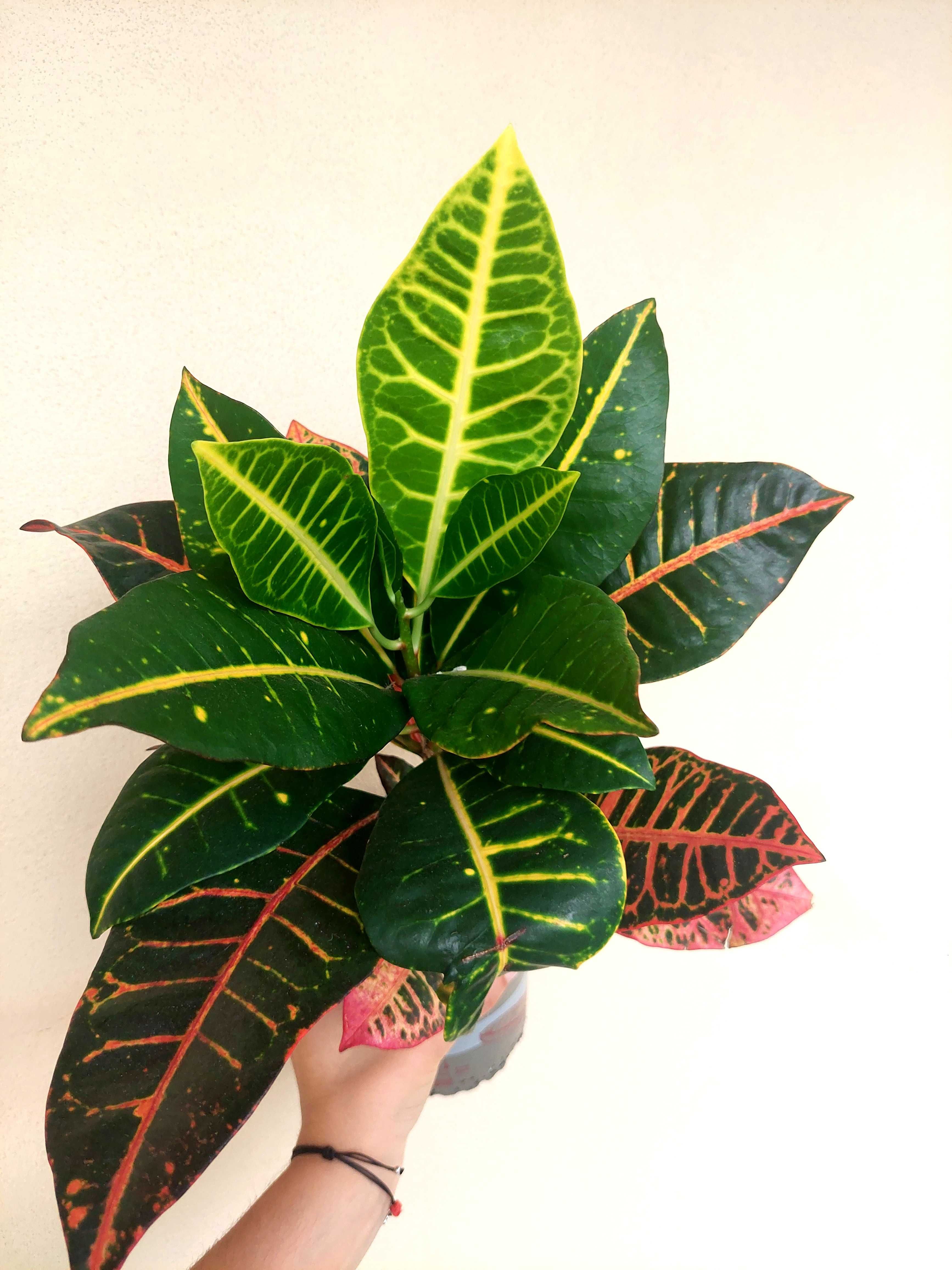 Planta Croton - A