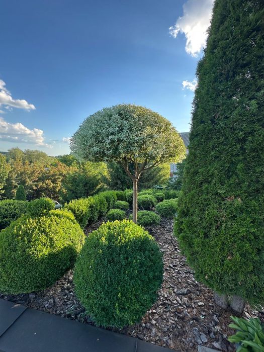 Садівник,Ландшафтний дизайн Боярка