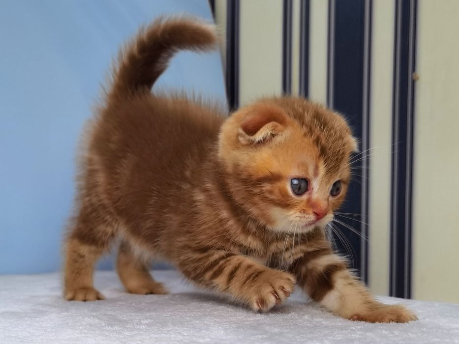 Вислоухий клубный котик в полосатой рыжей шубке