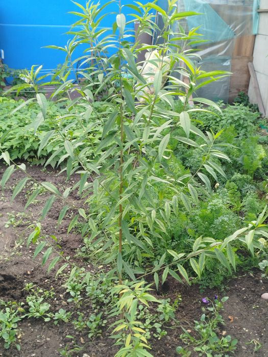 Sadzonki drzewka brzoskwini