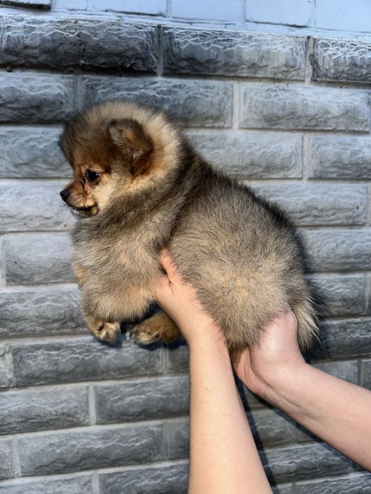 Міні дівчинка 3 місяці