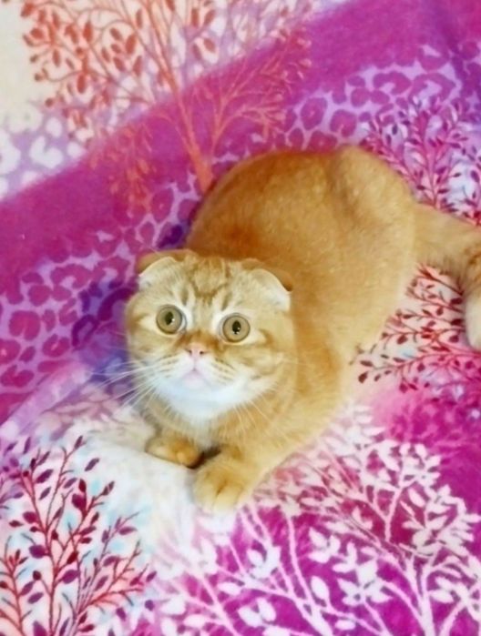 Казковий шотландський котик скоттиш-фолд