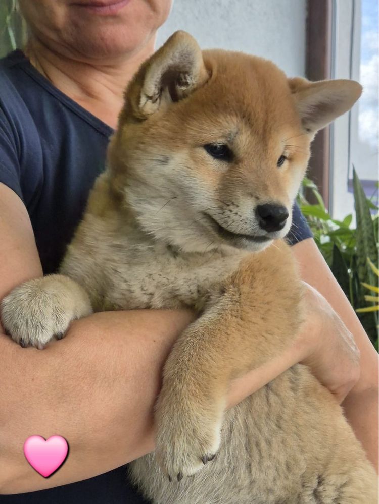 Shiba piękna czerwona suczka