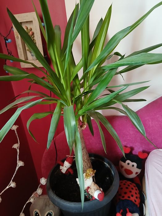 Sprzedam piękna yuke